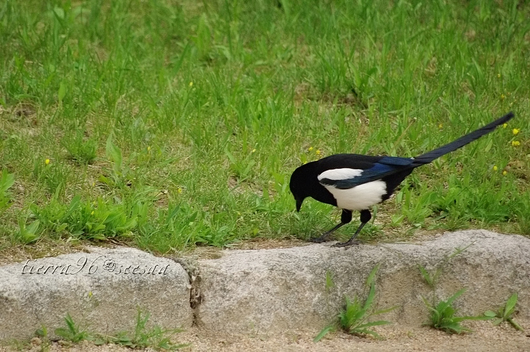 090515korea326kasasagi.jpg