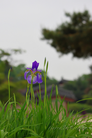 100626seesaa_090526korea113.jpg